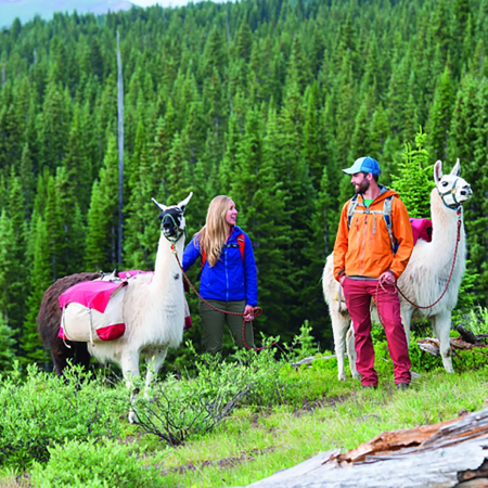 Hike with Llamas in Vail 