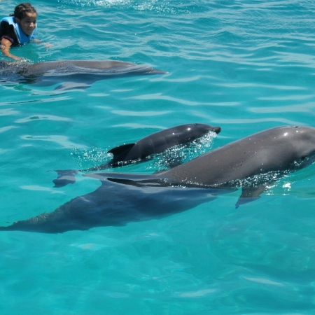 Dolphin Academy opened in 2002, and now has 20 Coastal Bottlenose dolphins.