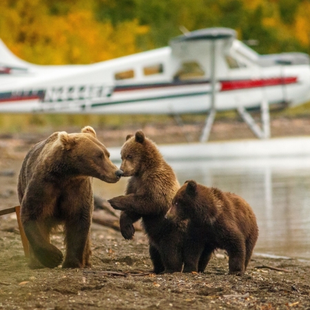 Get up close and personal with Alaska's magnificent wildlife on a bear viewing tour!