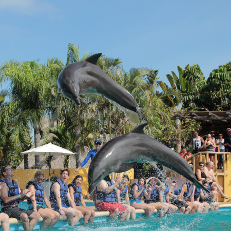 Tropical Dolphin Swim an exclusive program which offers the best of all existing dolphin programs in the destination, created for the groups managed by Tropical Incentives DMC