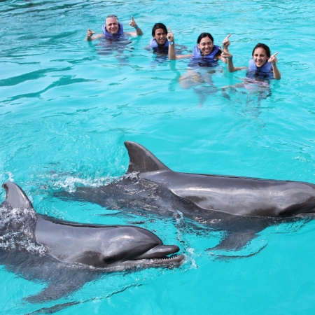 Tropical Dolphin Swim an exclusive program which offers the best of all existing dolphin programs in the destination, created for the groups managed by Tropical Incentives DMC