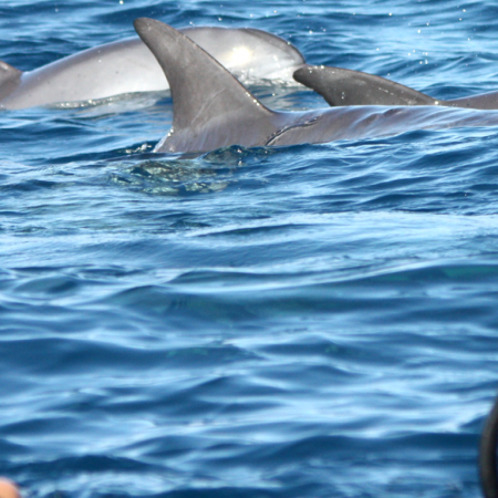 Experience ultimate peace and calm when you swim with dolphins 