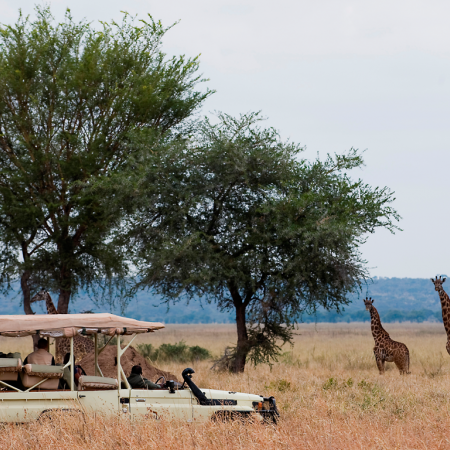 A game drive at 1st light to spot wild animals in their natural environment 