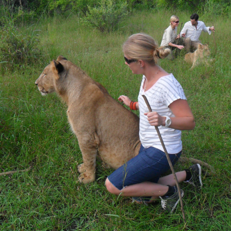 Get up close and personal as you walk with the king of the jungle 