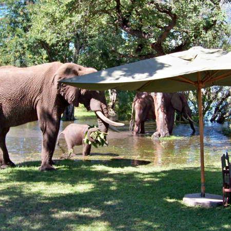 Have lunch with the elephants under African skies