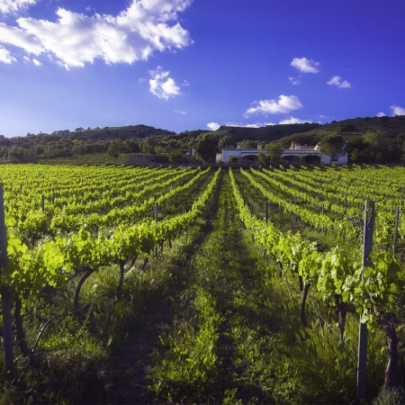 Taste some delicious Spanish wines in the natural surroundings of vineyards